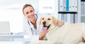 Vet golden retriever