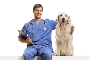 Veterinarian Golden Retriever